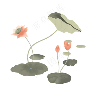 清凉夏天荷叶莲花