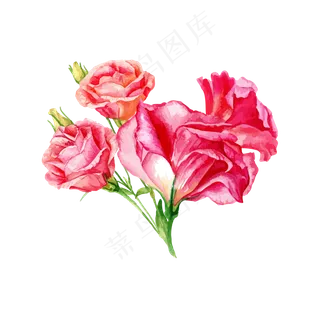 水彩风手绘大束玫瑰花矢量图