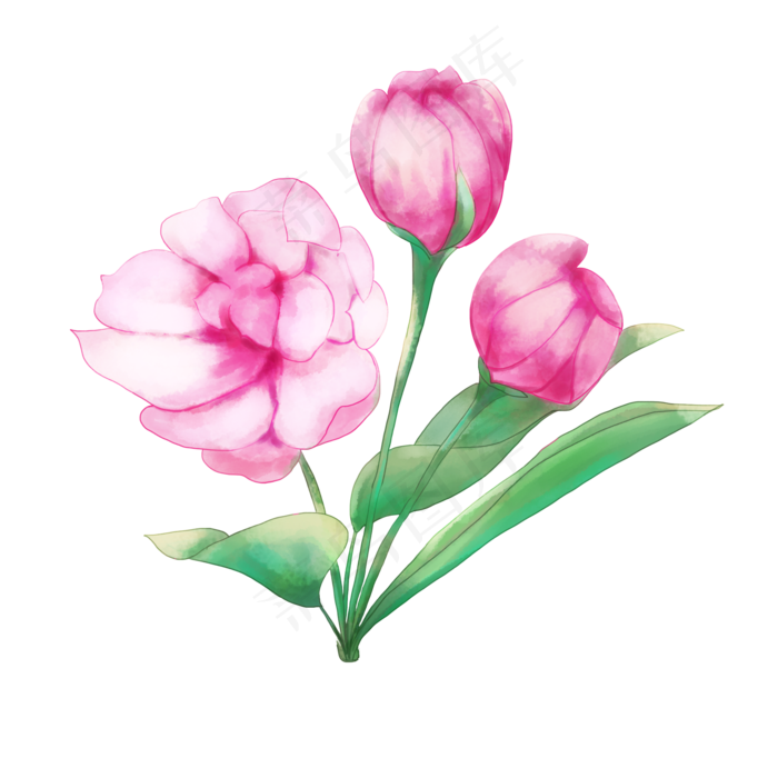 可商用水彩花卉苹果花盛开的花花