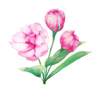 可商用水彩花卉苹果花盛开的花花