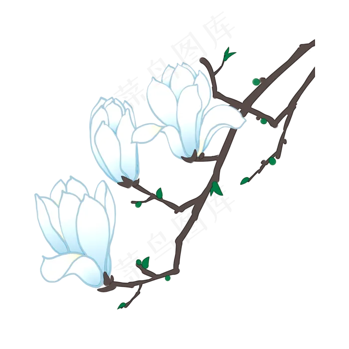 白色玉兰花花卉花枝PNG素材,免抠元素(2000X2000(DPI:300))psd模版下载