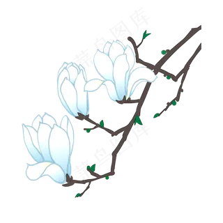 白色玉兰花花卉花枝PNG素材,免抠元素