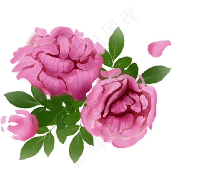 芙蓉植物科属绿植花朵(3000X3000(DPI:300))psd模版下载