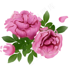 芙蓉植物科属绿植花朵