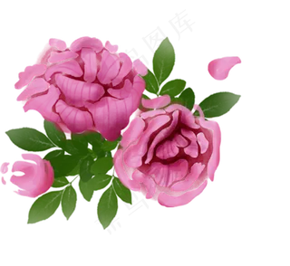 芙蓉植物科属绿植花朵