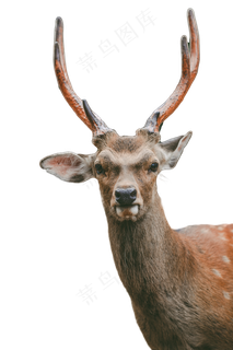 日本奈良公园梅花鹿,免抠元素