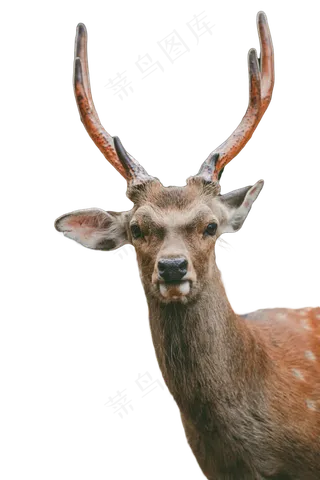 日本奈良公园梅花鹿,免抠元素