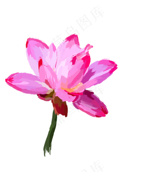 夏天写实荷花免抠图