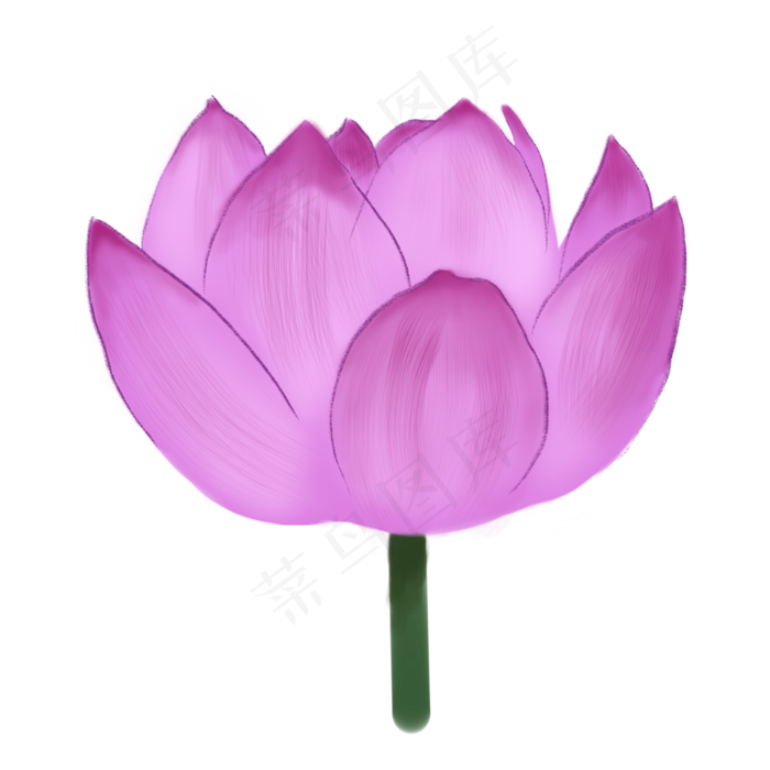 一朵漂亮的紫色荷花