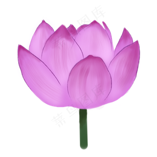 一朵漂亮的紫色荷花