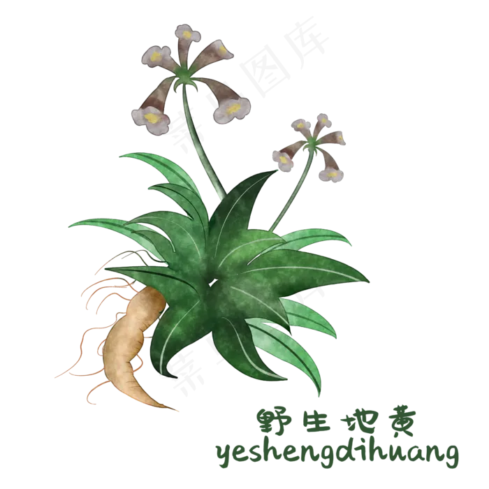 手绘彩色中药地黄装饰画,免抠元素(2362*2362px 300 dpi )psd模版下载