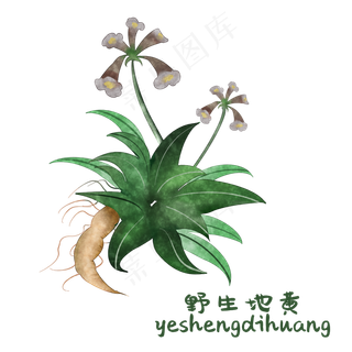 手绘彩色中药地黄装饰画,免抠元素