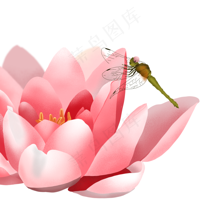 落在花朵上的蜻蜓