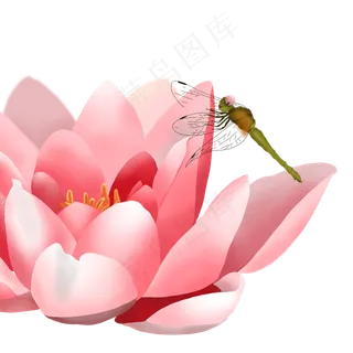 落在花朵上的蜻蜓