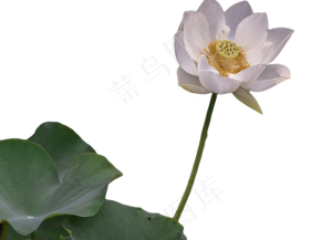 荷花荷叶