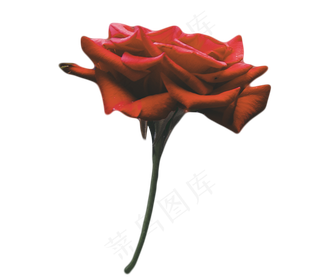 红色玫瑰