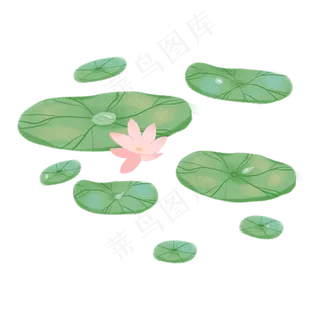 一片荷叶和荷花