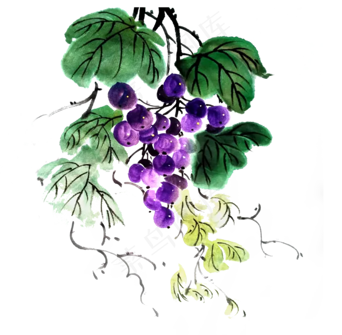 葡萄水果提子鲜果PNG水墨国画(3005X2944(DPI:72))psd模版下载
