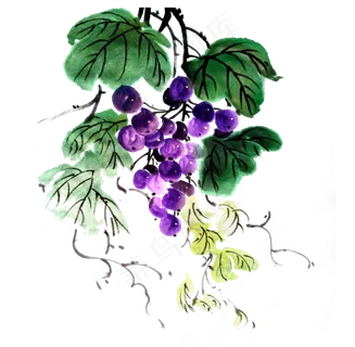 葡萄水果提子鲜果PNG水墨国画