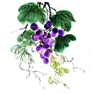 葡萄水果提子鲜果PNG水墨国画