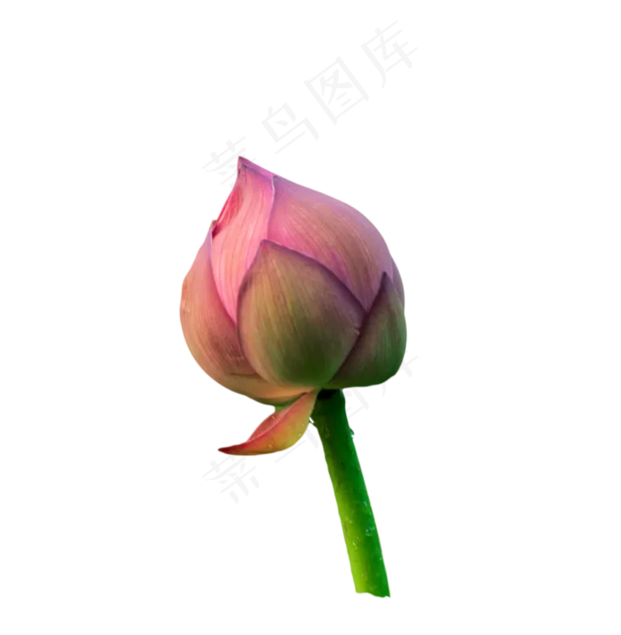 荷花花苞(1475X1508(DPI:300))psd模版下载