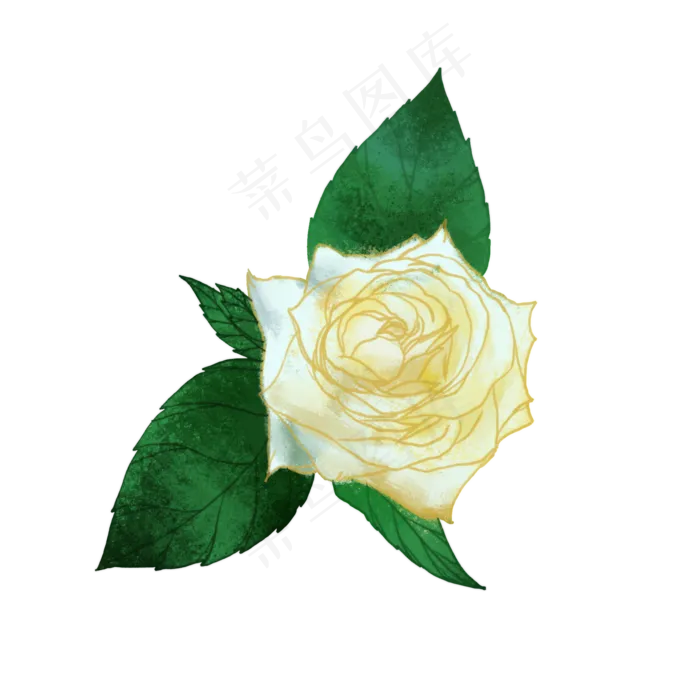 情人节用白玫瑰素材图片免费下载(2000X2000(DPI:300))psd模版下载