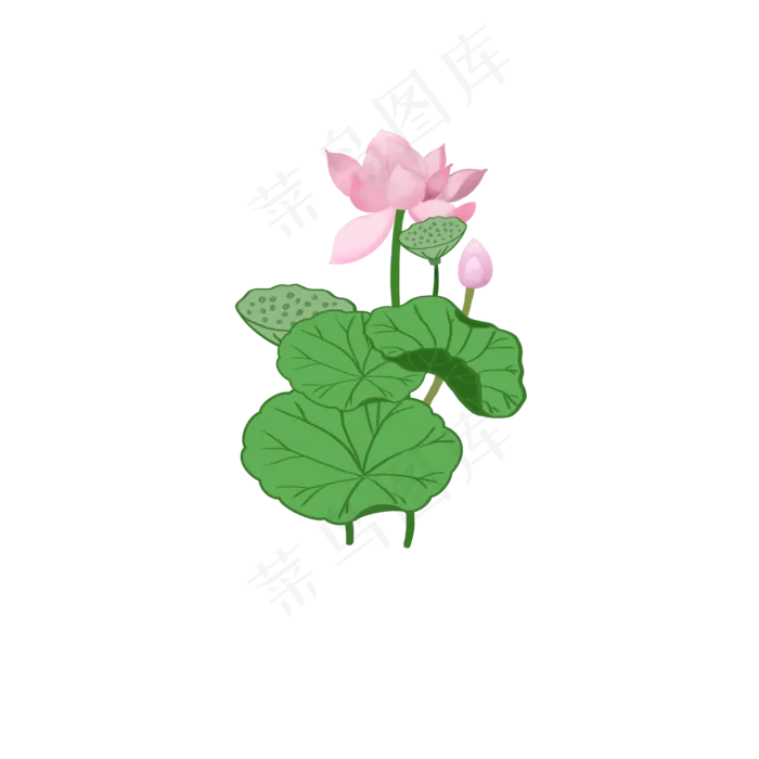 荷花莲子荷叶
