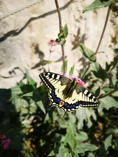 阳光下的优雅舞者——黄蝶翩翩采蜜图