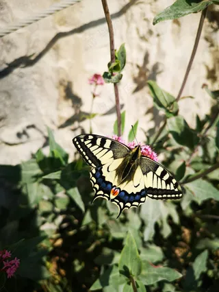 阳光下的优雅舞者——黄蝶翩翩采蜜图