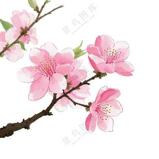 桃花枝条红色春分免扣图