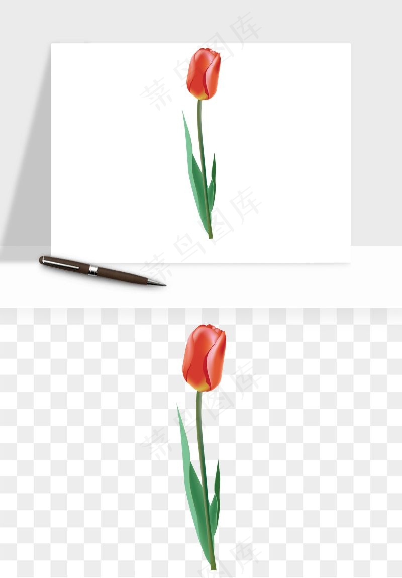 荷兰郁金香鲜花png免抠