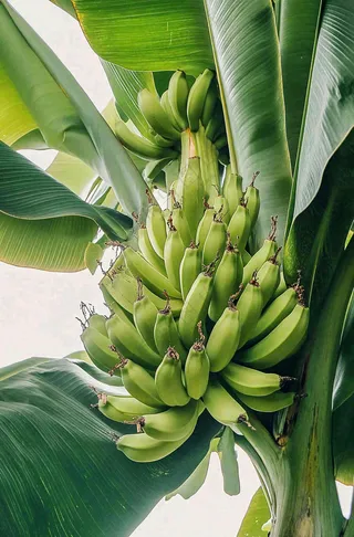 香蕉树芭蕉叶青香蕉水果摄影图