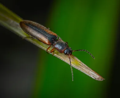 棕黑甲虫栖绿茎·自然静谧风·双色生态·自然观察
