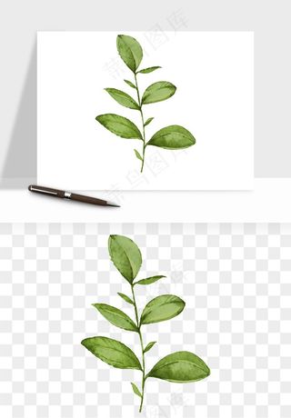 清新手绘植物png免抠