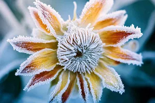 秋冬寒冷植物花朵上的白霜霜降摄影图