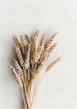 秋天小麦麦穗粮食芒种立秋秋分摄影图