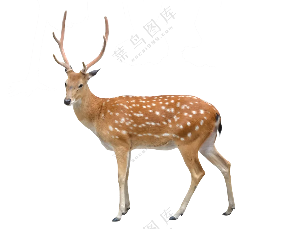 一只悠闲体态的梅花鹿免抠图片素材