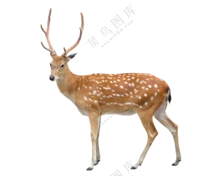 一只悠闲体态的梅花鹿免抠图片素材