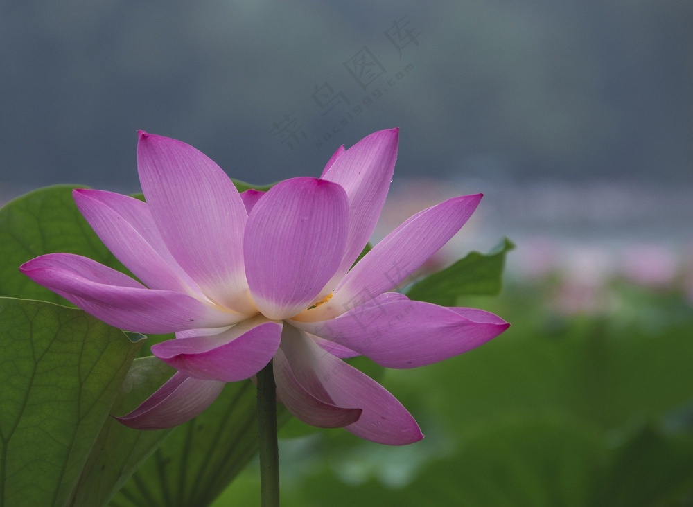 夏日粉色映日荷花盛开图片