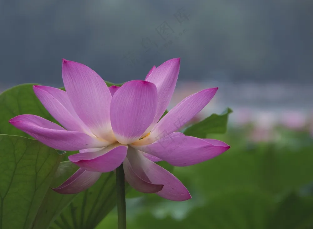 夏日粉色映日荷花盛开图片