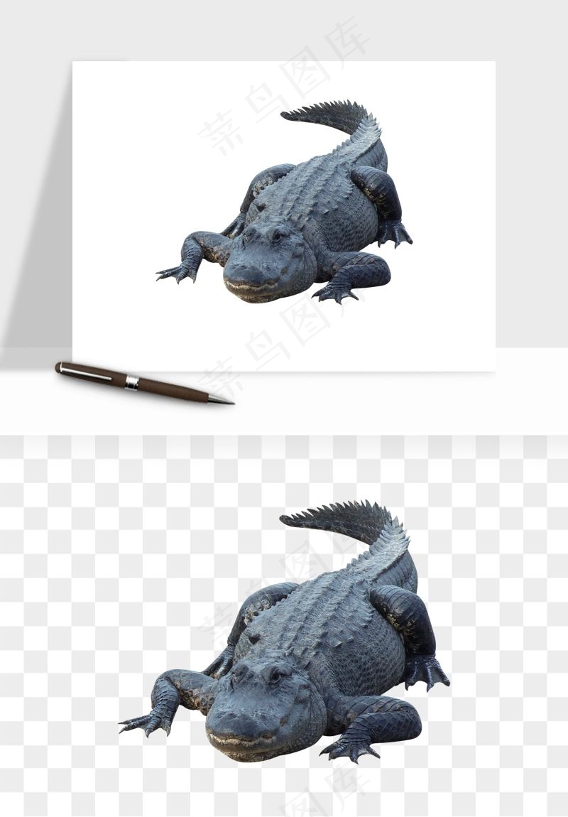 鳄鱼动物png免抠
