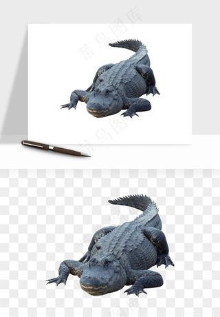 鳄鱼动物png免抠