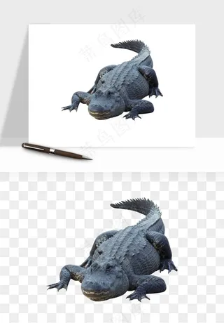 鳄鱼动物png免抠