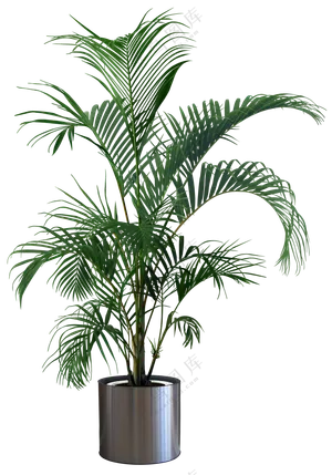 盆载绿植素材免抠格式