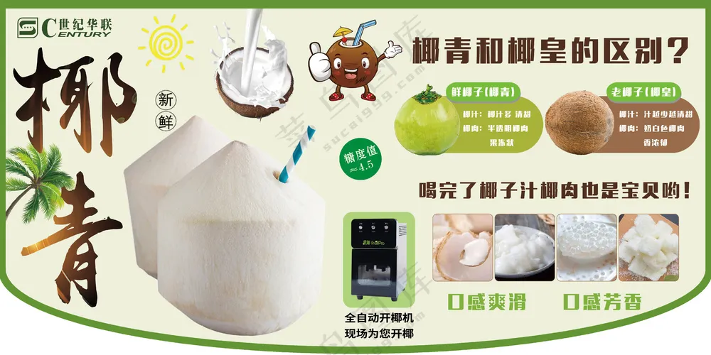 椰青椰皇图片