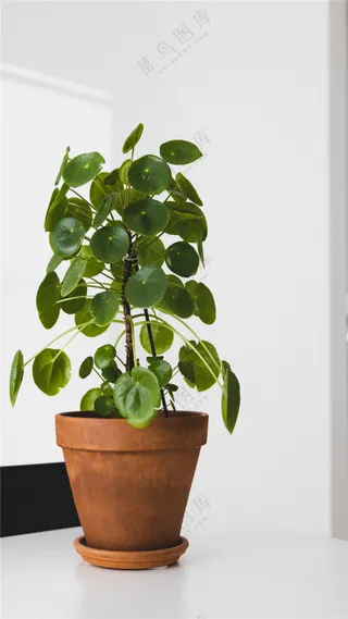 绿色植物小盆栽