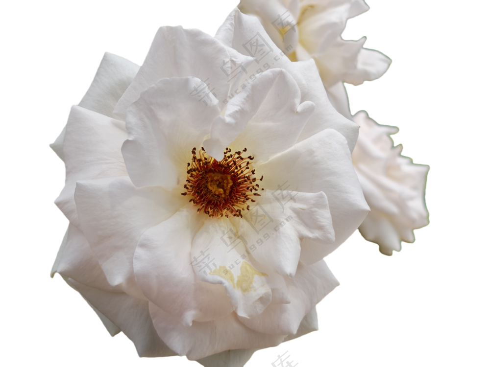 月季花白月季