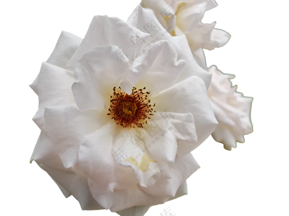 月季花白月季