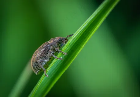 绿叶上的甲虫世界:精致与自然的完美融合 绿叶上的甲虫世界:精致与自然的完美融合