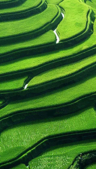 中国梯田绿色水稻小满劳动节摄影图